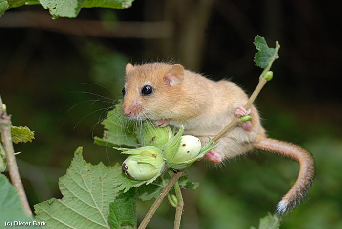 010 Haselmaus